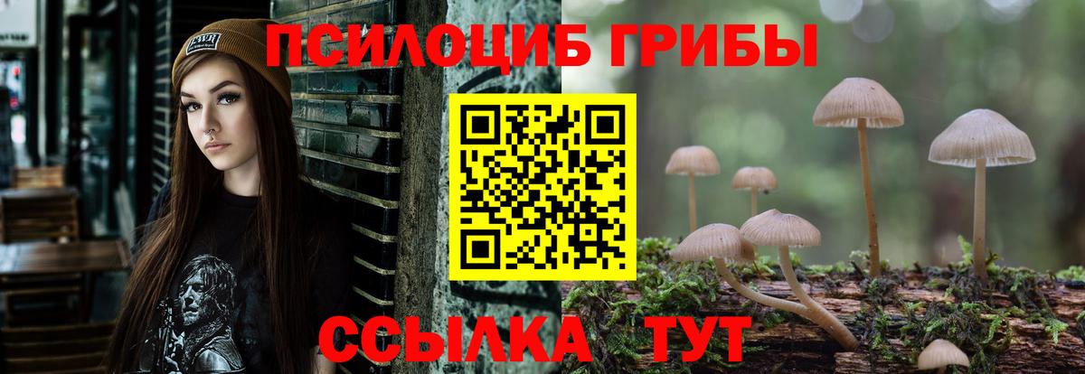Псилоцибиновые грибы Psilocybe Донской